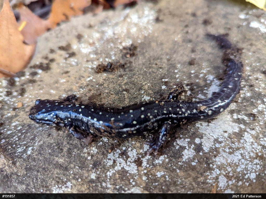 Northern Slimy Salamander