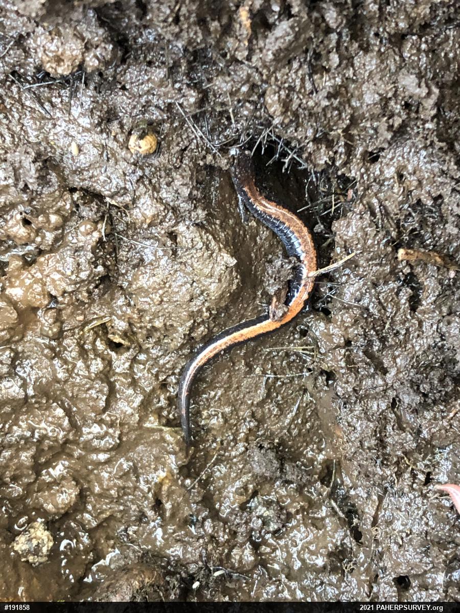 Eastern Red-backed  Salamander