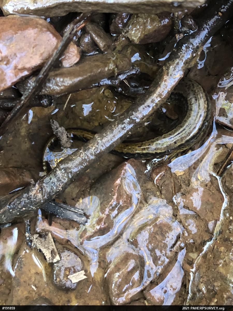 Northern Two-lined Salamander