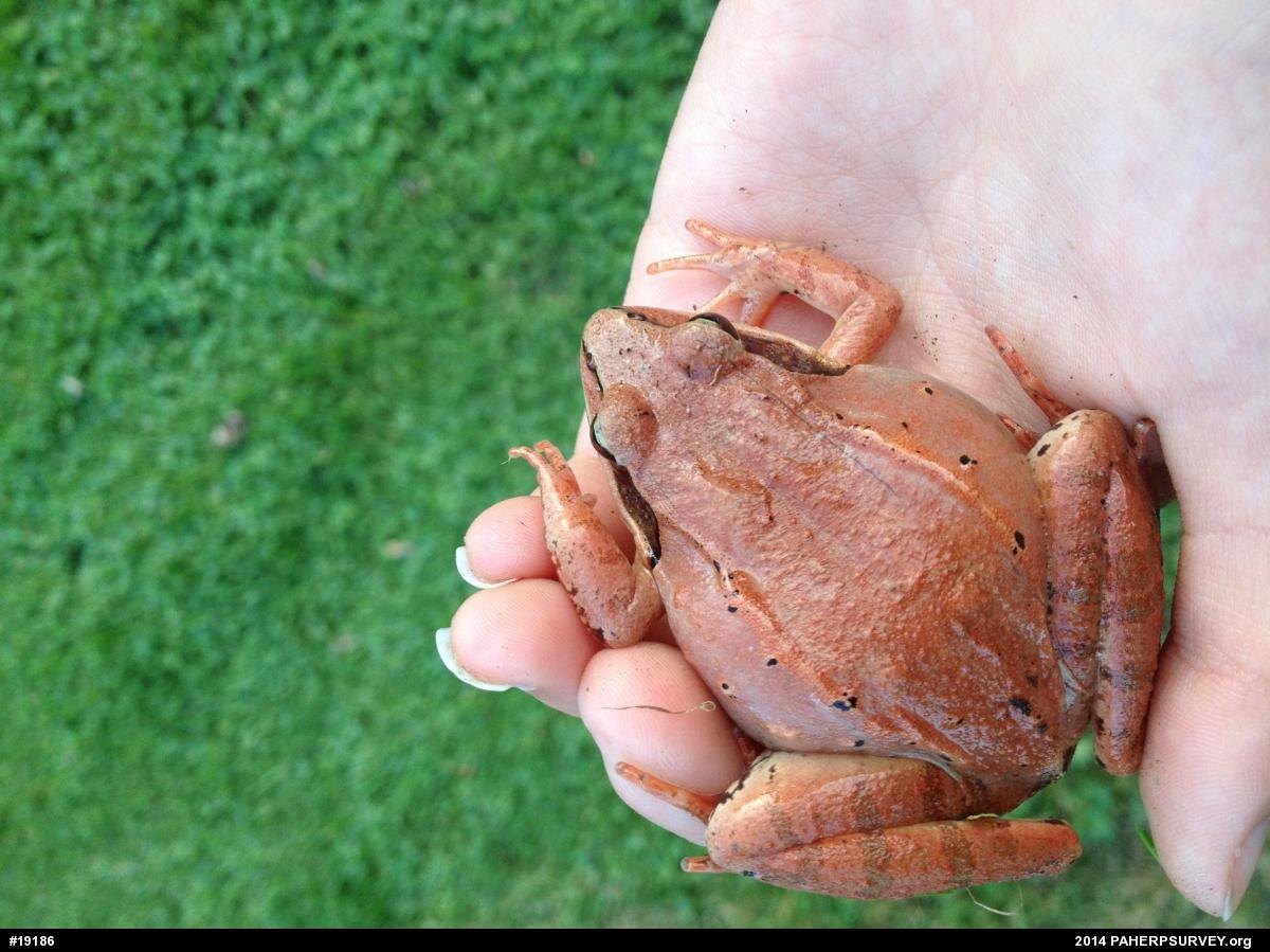 Wood Frog