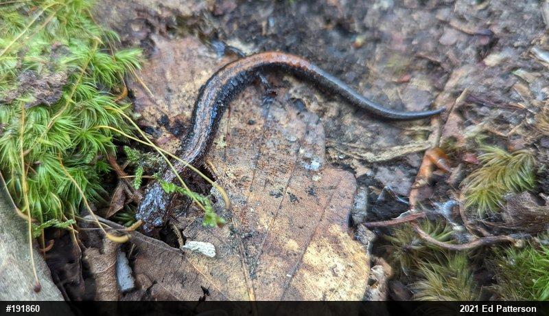 Eastern Red-backed  Salamander