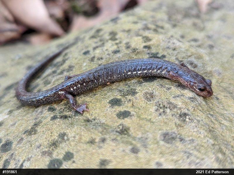 Valley And Ridge Salamander