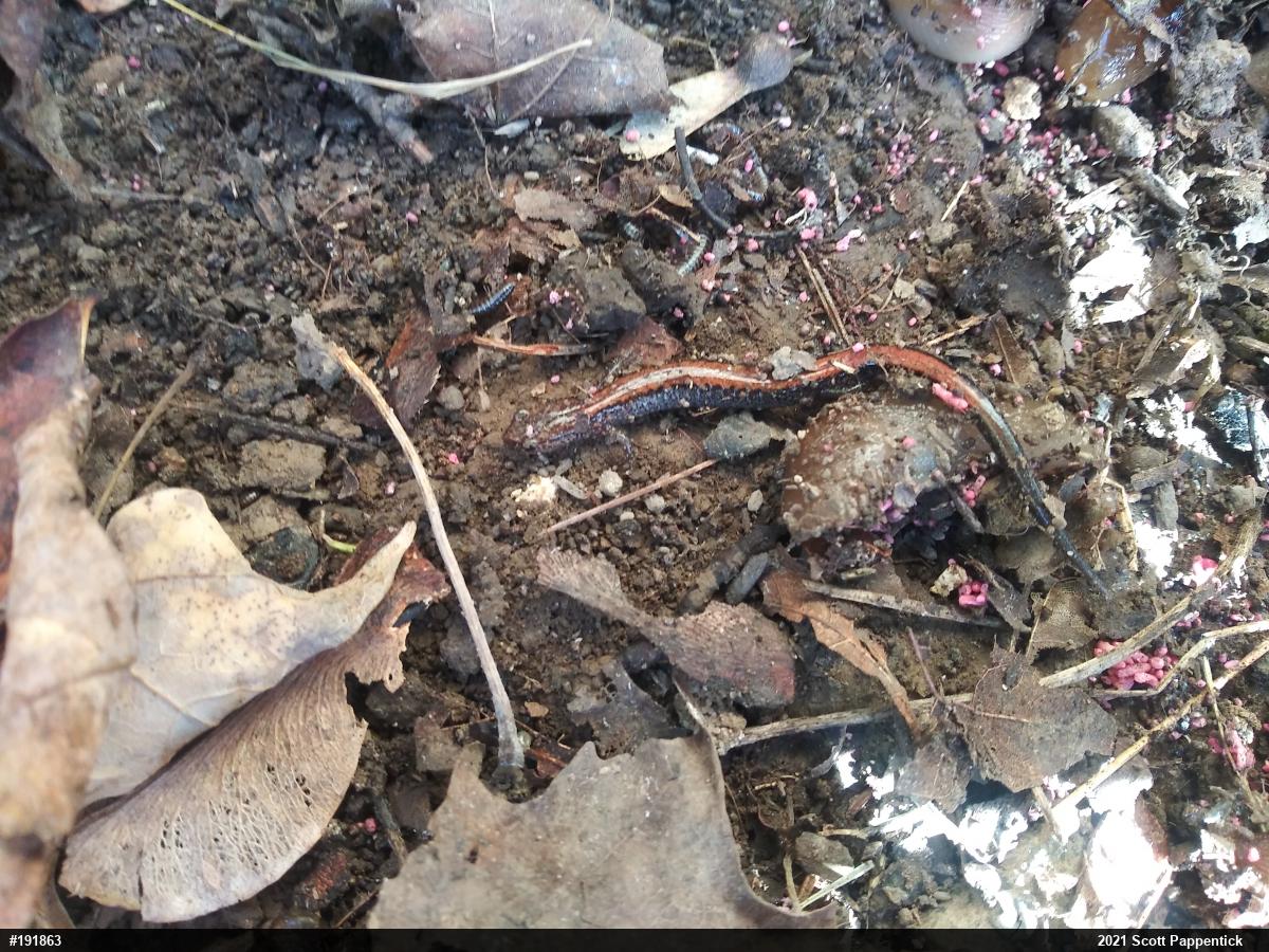 Eastern Red-backed  Salamander