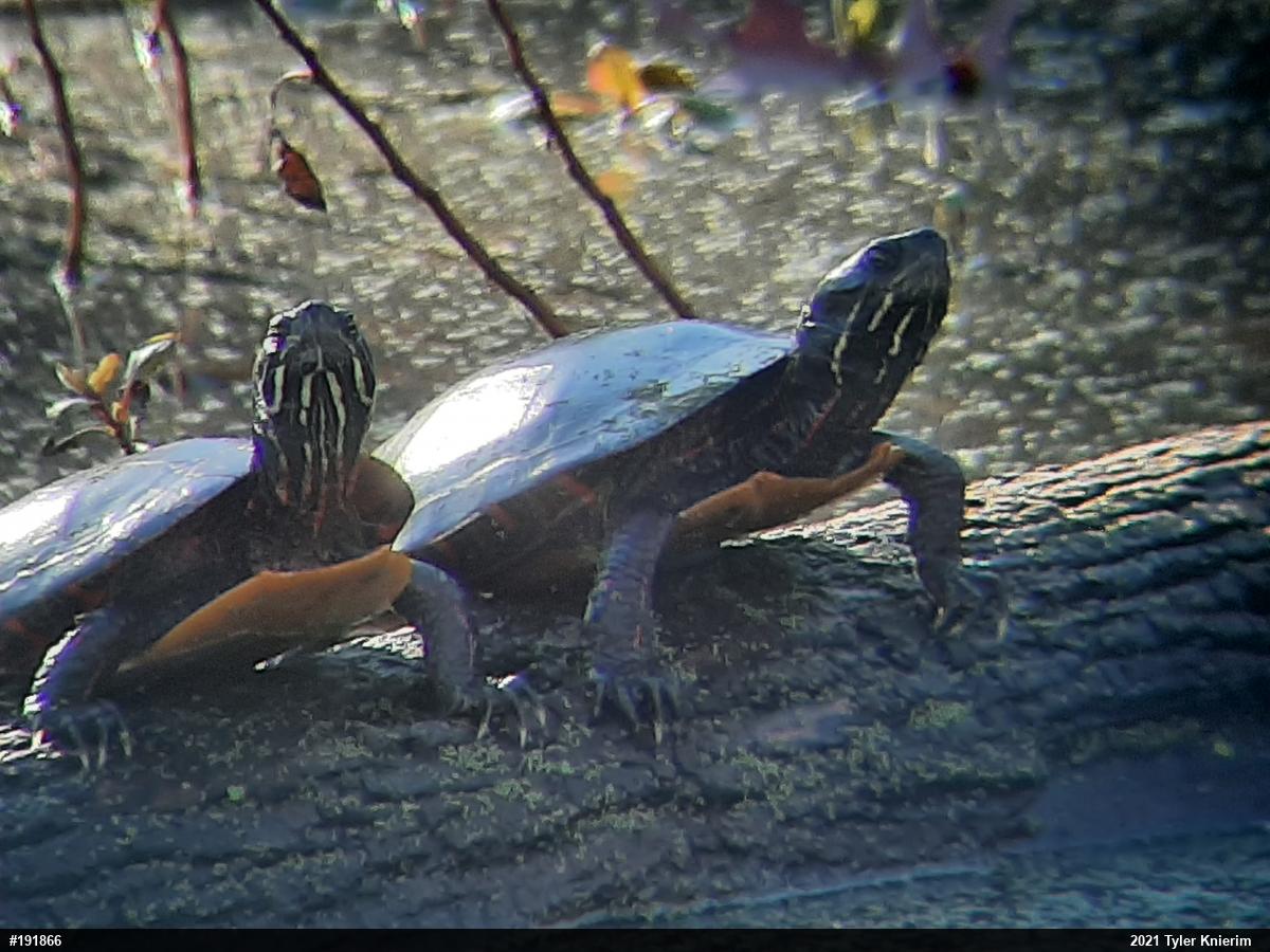 Eastern Painted Turtle