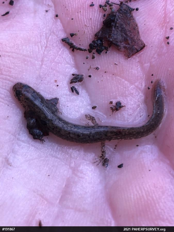 Northern Two-lined Salamander