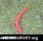 Northern Red Salamander