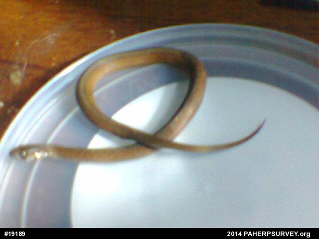 Dekay's Brownsnake