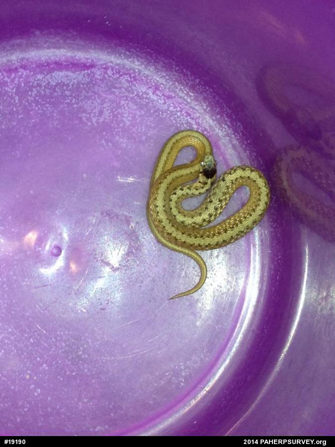 Dekay's Brownsnake