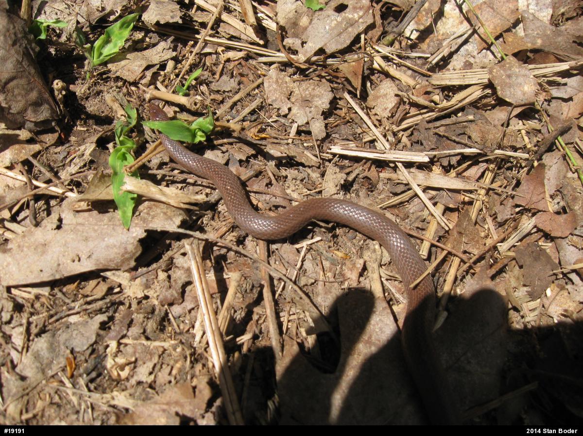 Mountain Earthsnake
