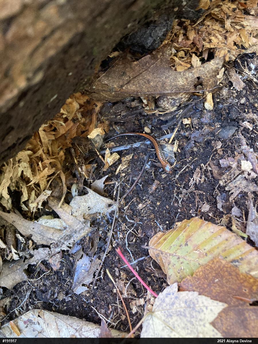 Eastern Red-backed  Salamander