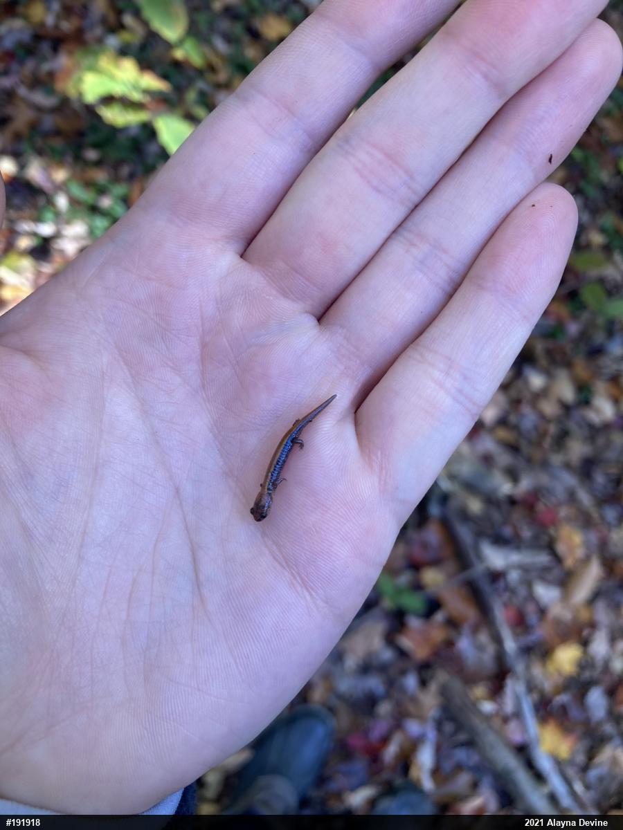 Eastern Red-backed  Salamander