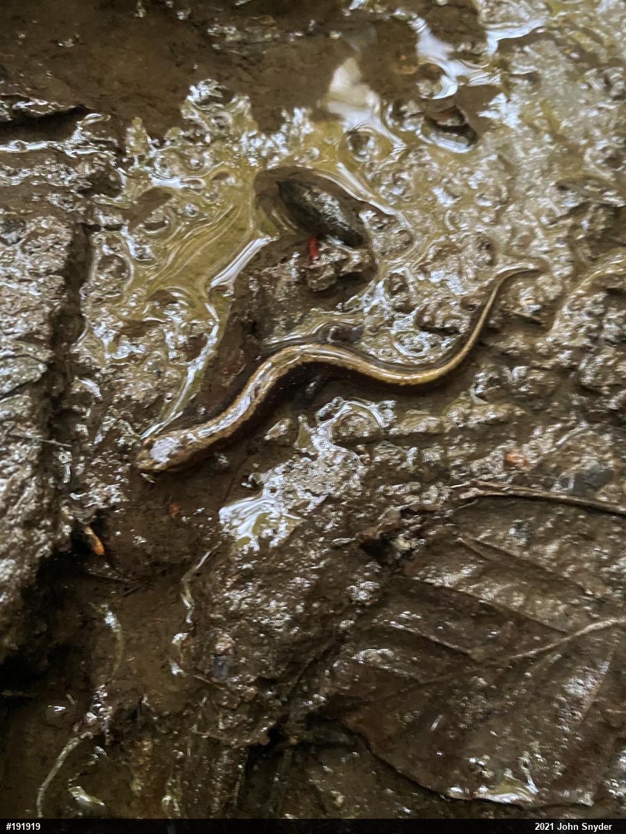 Allegheny Mountain Dusky Salamander