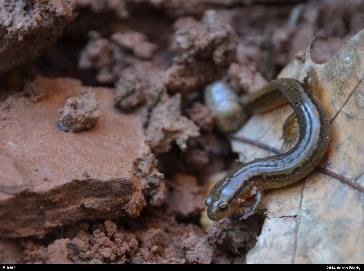 Northern Two-lined Salamander