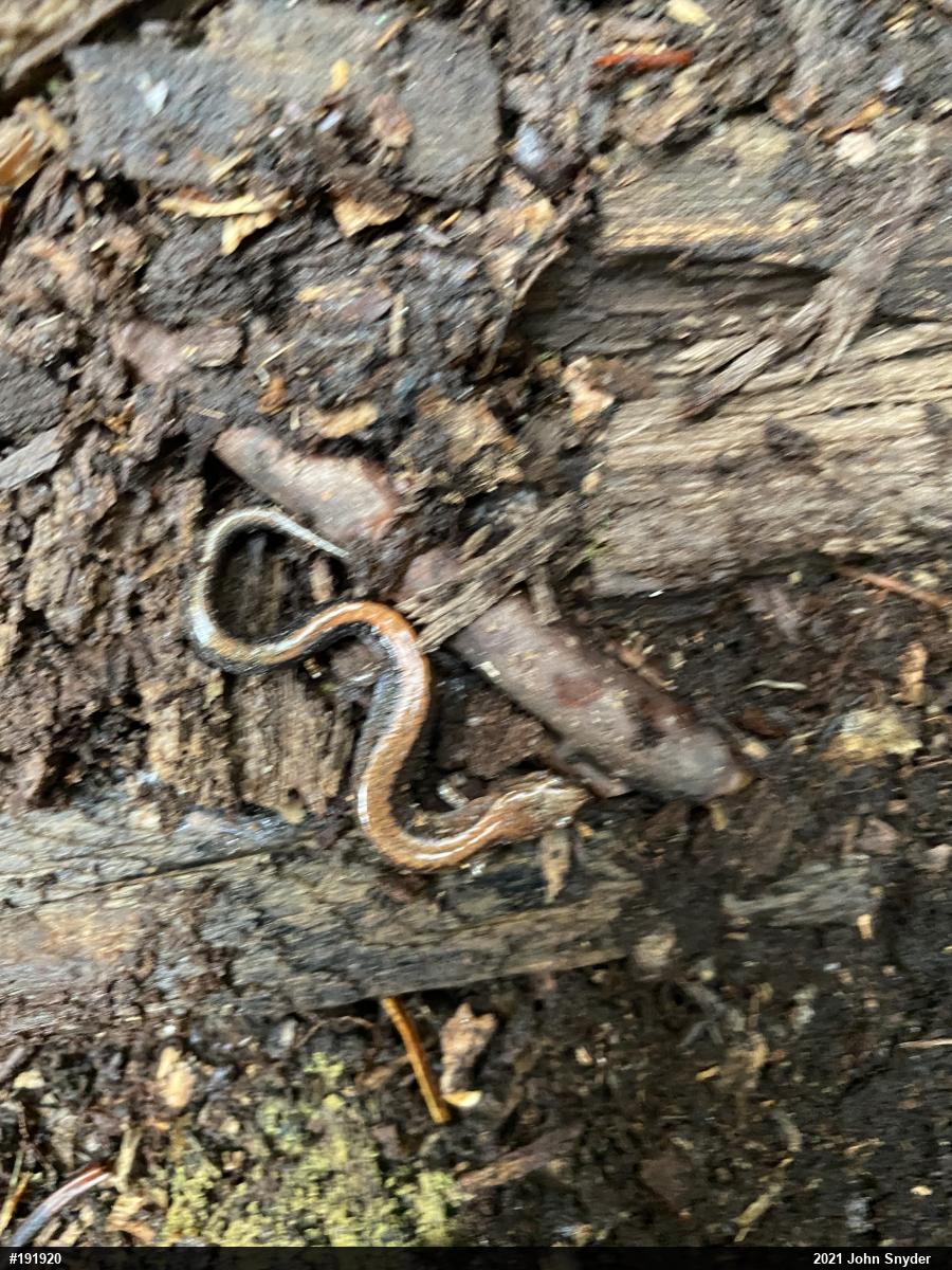 Eastern Red-backed  Salamander