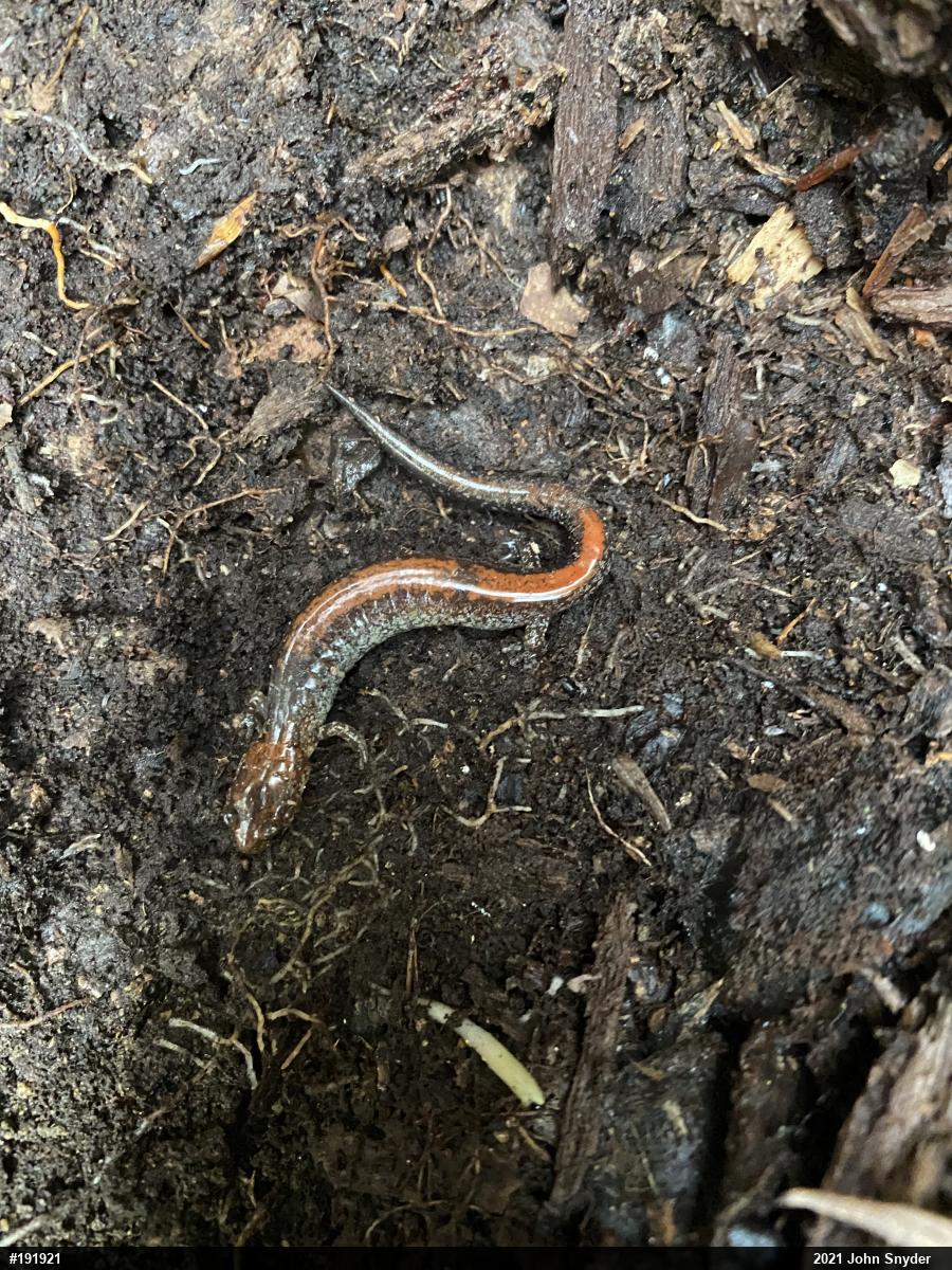Eastern Red-backed  Salamander