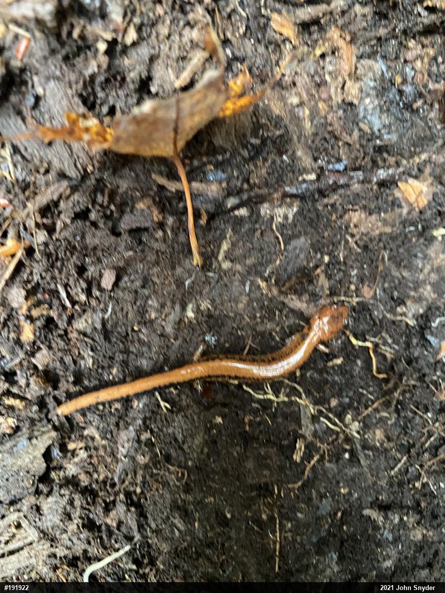 Eastern Red-backed  Salamander