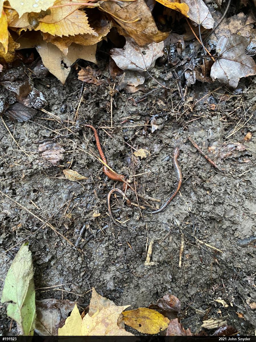 Eastern Red-backed  Salamander