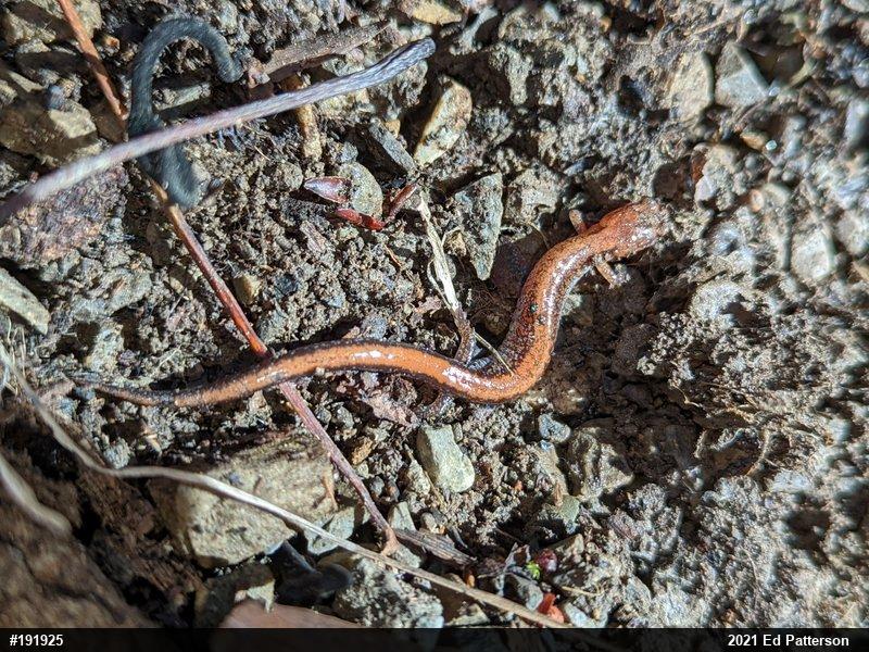 Eastern Red-backed  Salamander