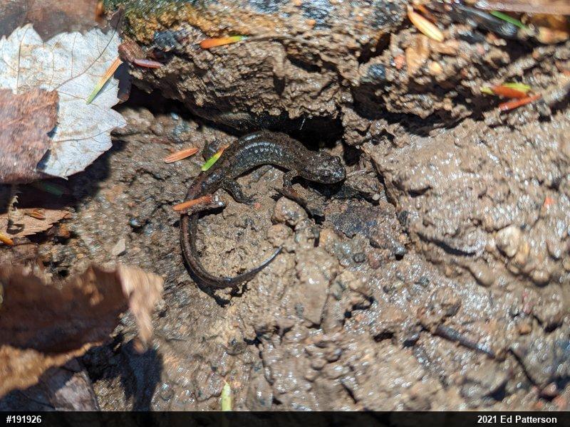 Northern Dusky Salamander