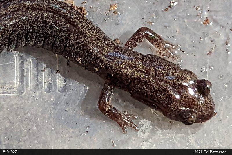 Valley And Ridge Salamander