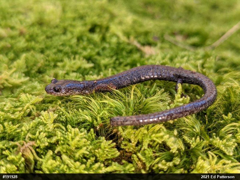 Valley And Ridge Salamander