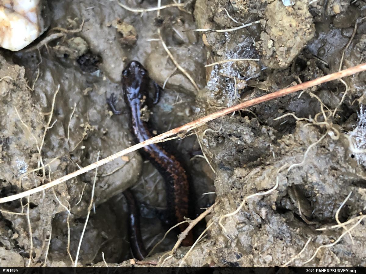 Eastern Red-backed  Salamander