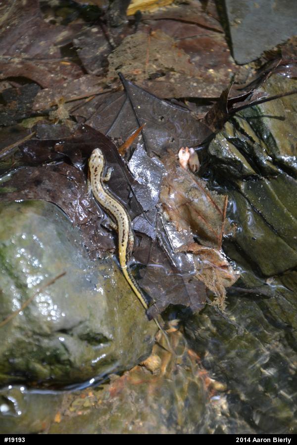 Northern Two-lined Salamander