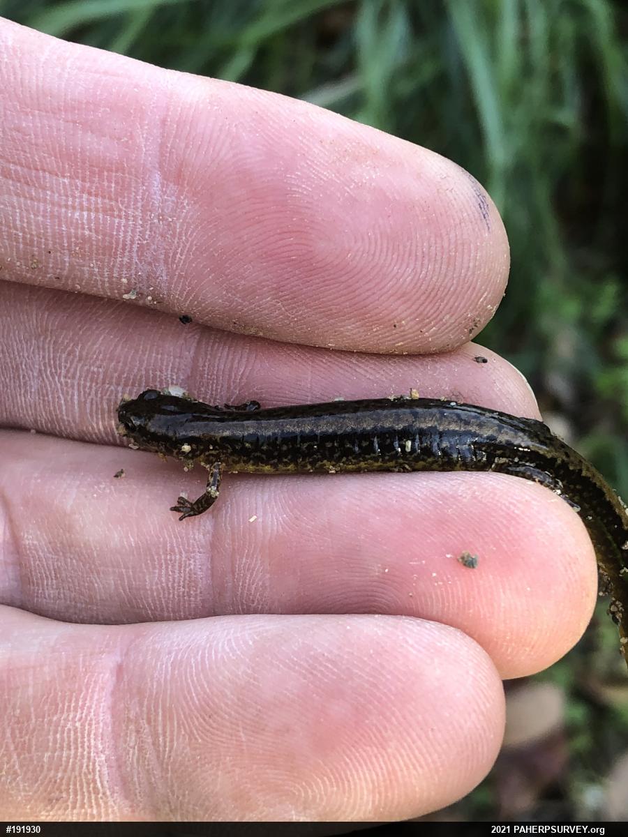 Northern Two-lined Salamander