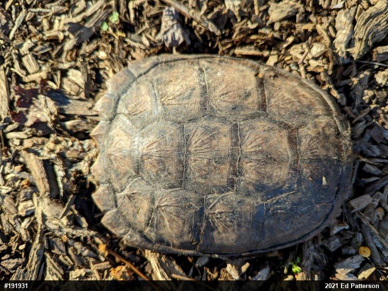 Snapping Turtle