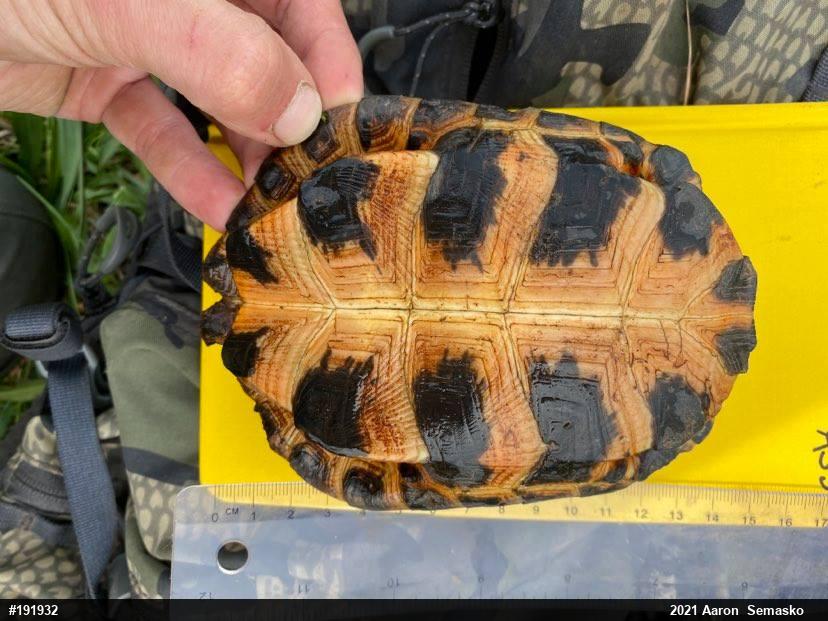 Wood Turtle