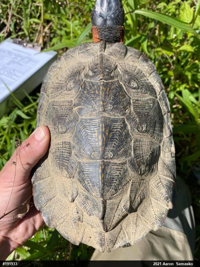 Wood Turtle