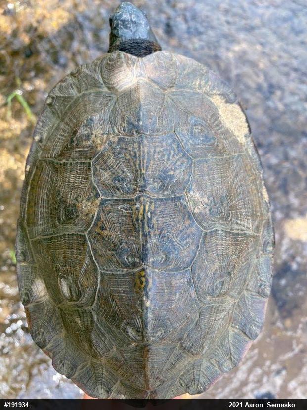 Wood Turtle