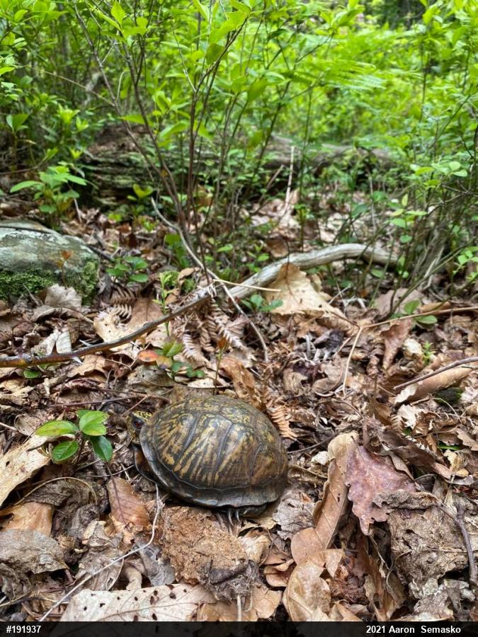 Eastern Box Turtle