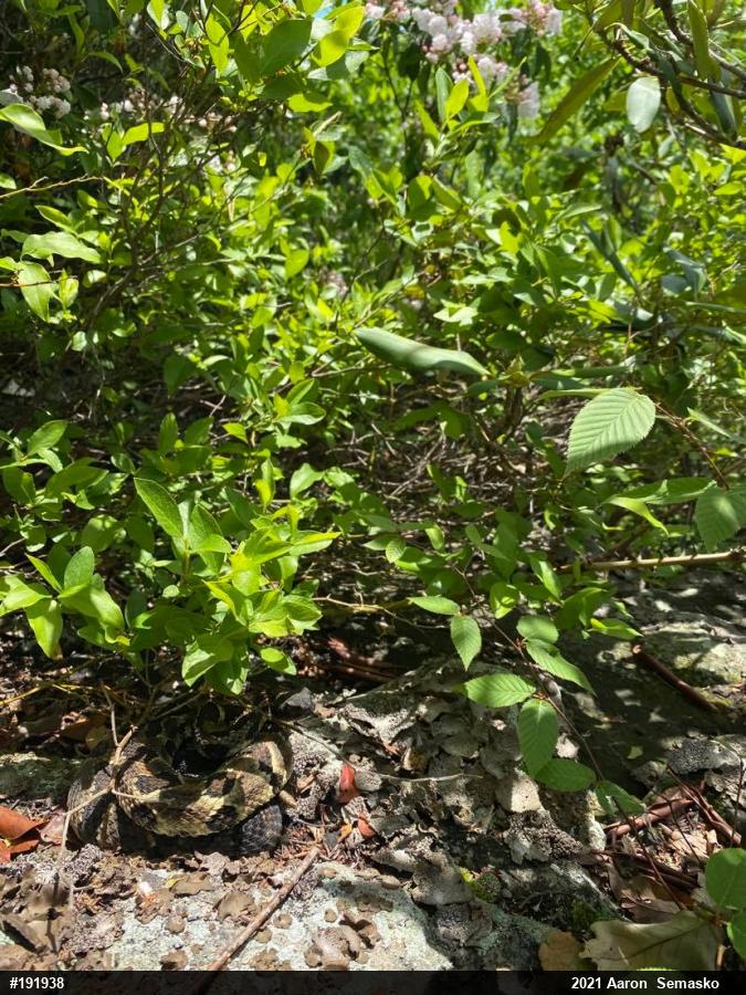 Timber Rattlesnake