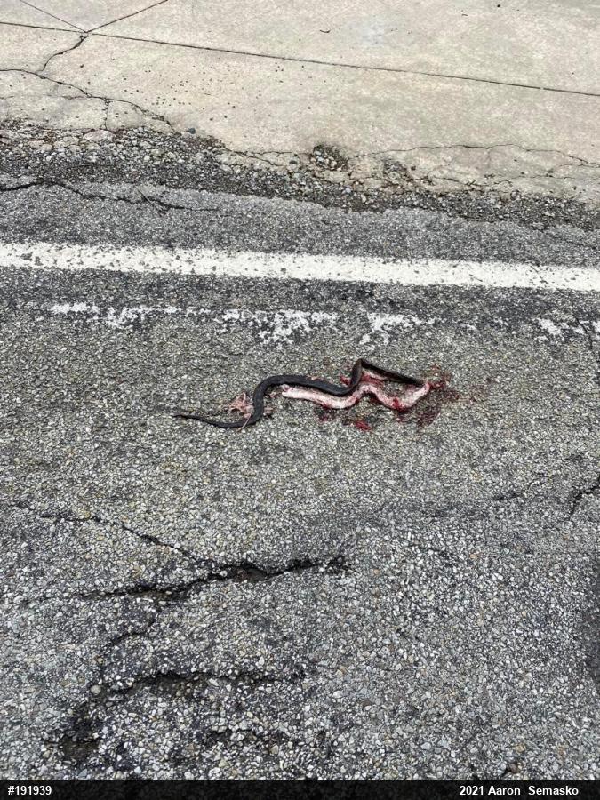 Eastern Ratsnake