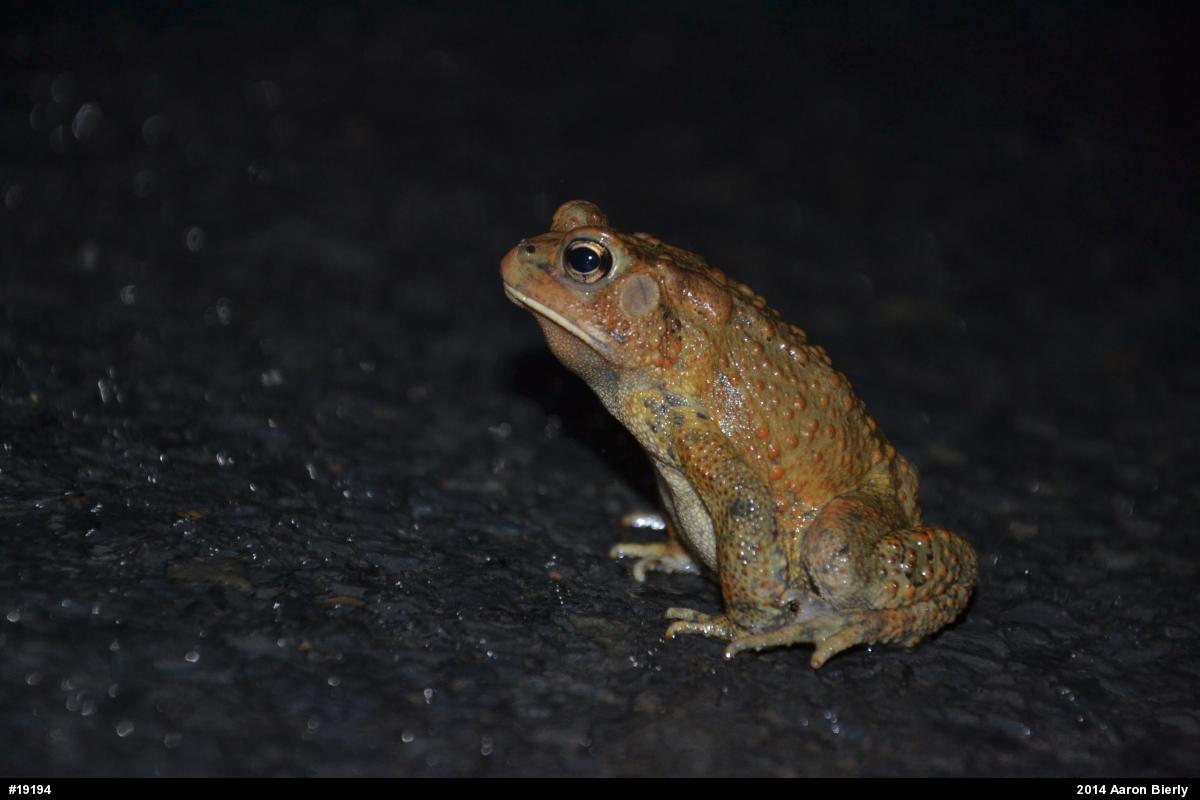 Eastern American Toad