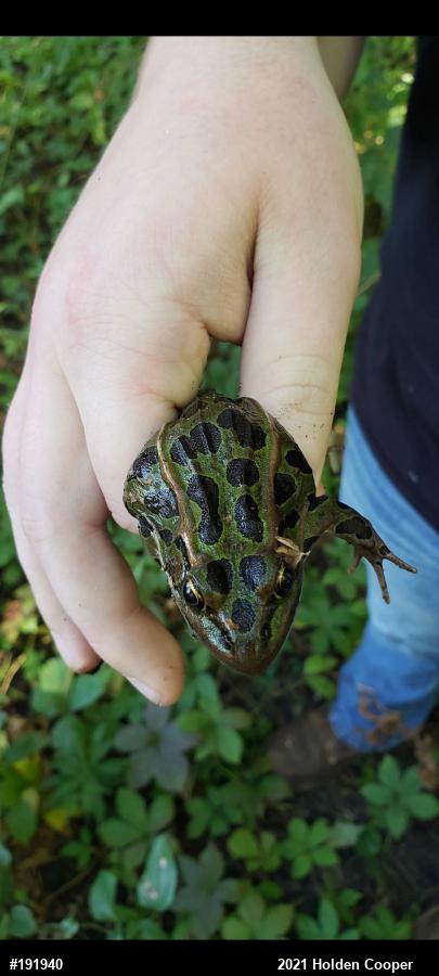 Northern Leopard Frog