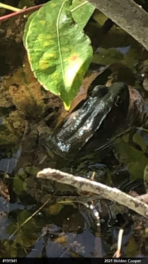 Green Frog