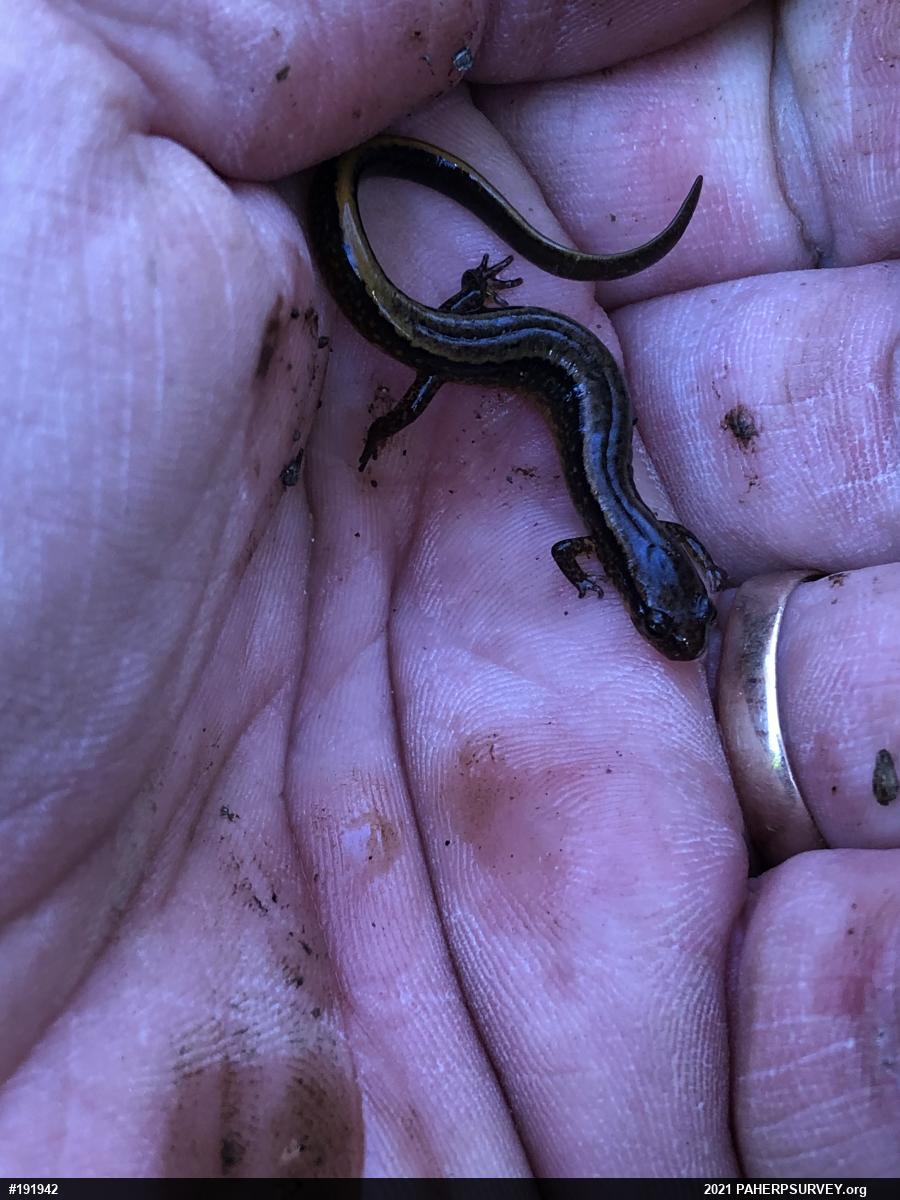 Northern Two-lined Salamander
