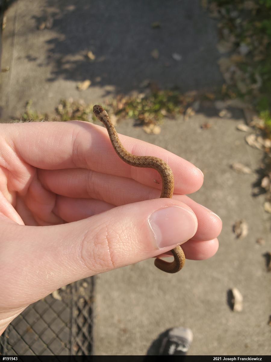 Dekay's Brownsnake