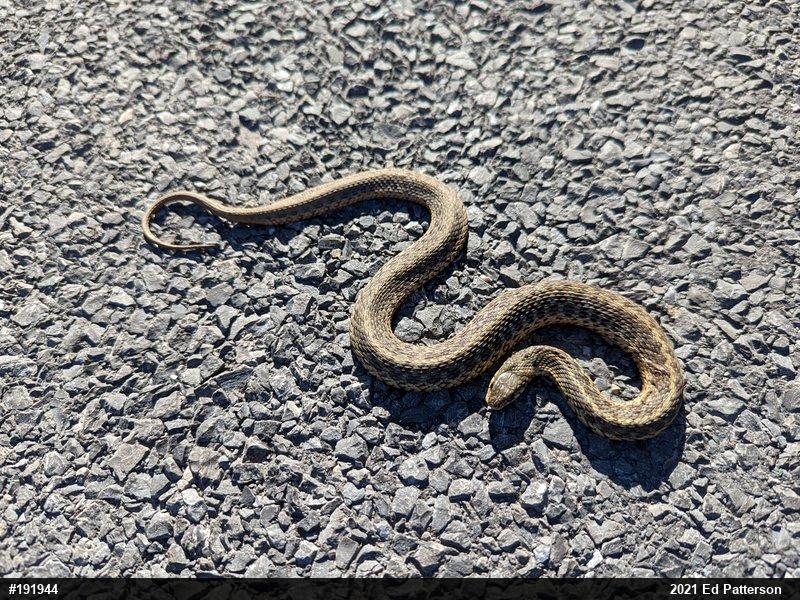 Eastern Gartersnake
