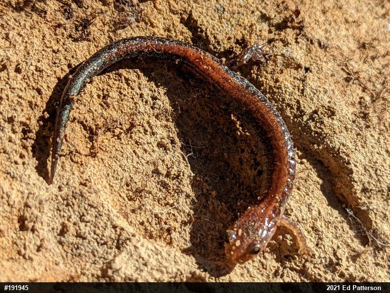 Eastern Red-backed  Salamander