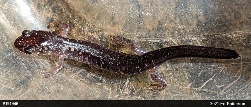 Wehrle's Salamander