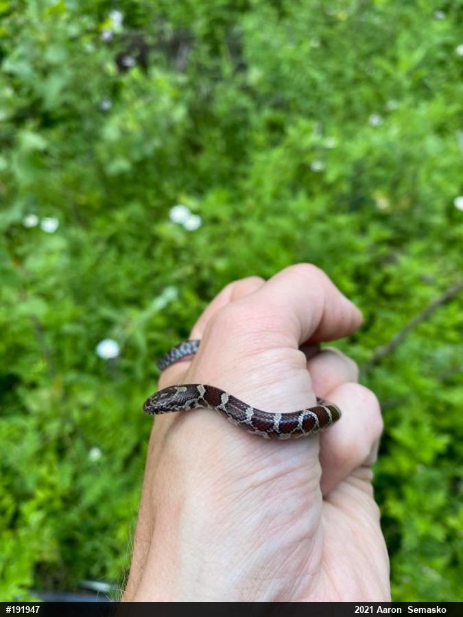Eastern Milksnake