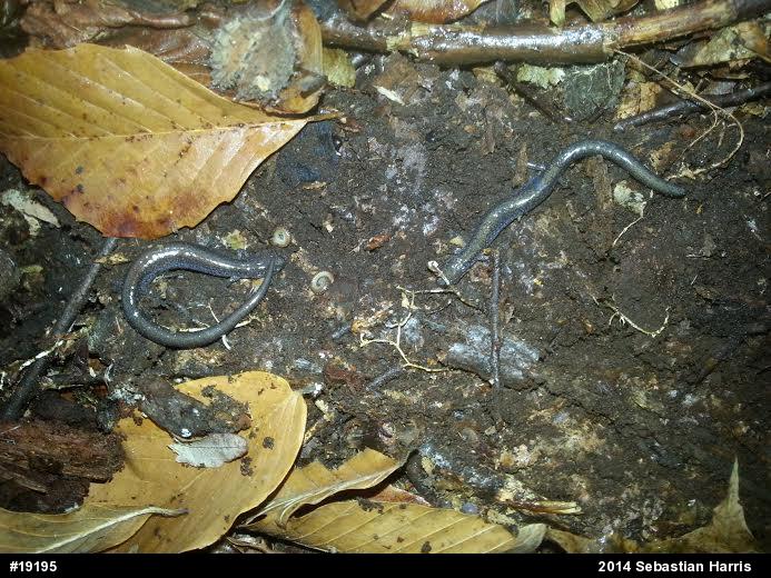 Eastern Red-backed  Salamander
