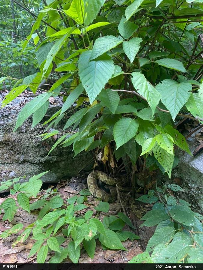 Timber Rattlesnake