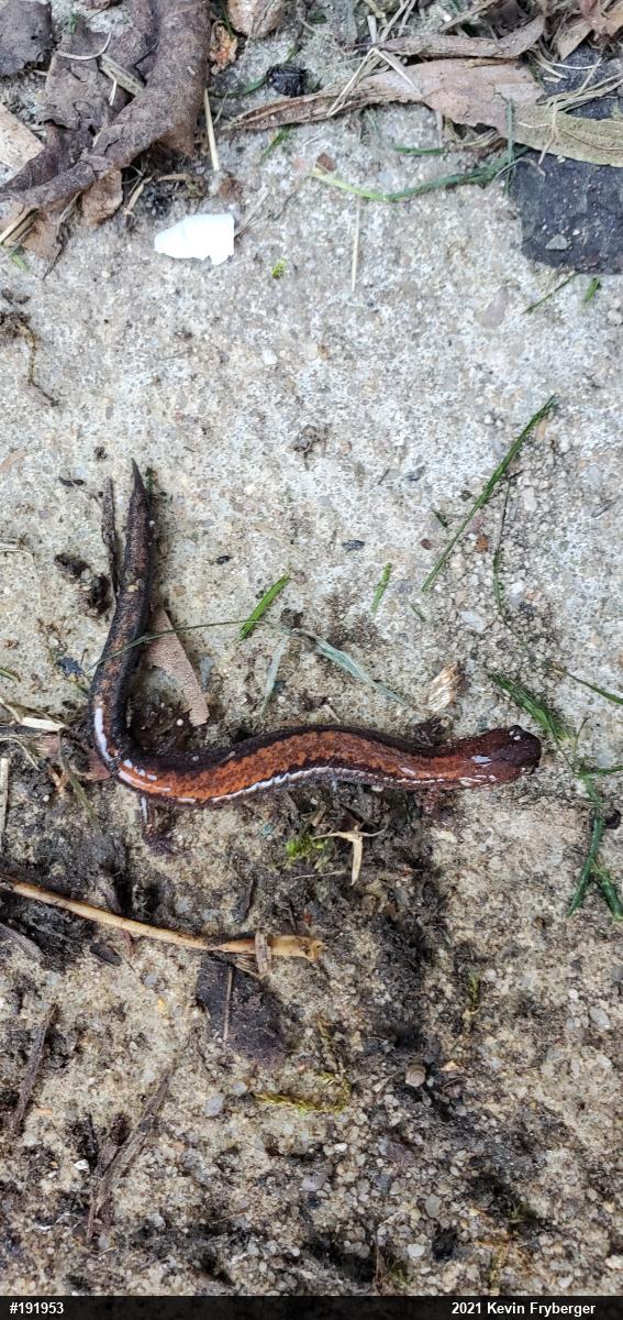 Eastern Red-backed  Salamander