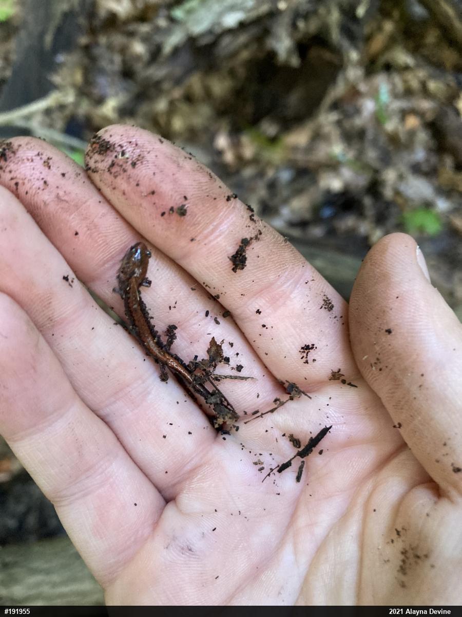 Eastern Red-backed  Salamander