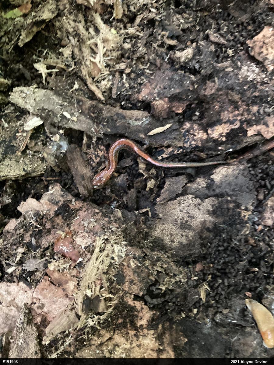 Eastern Red-backed  Salamander
