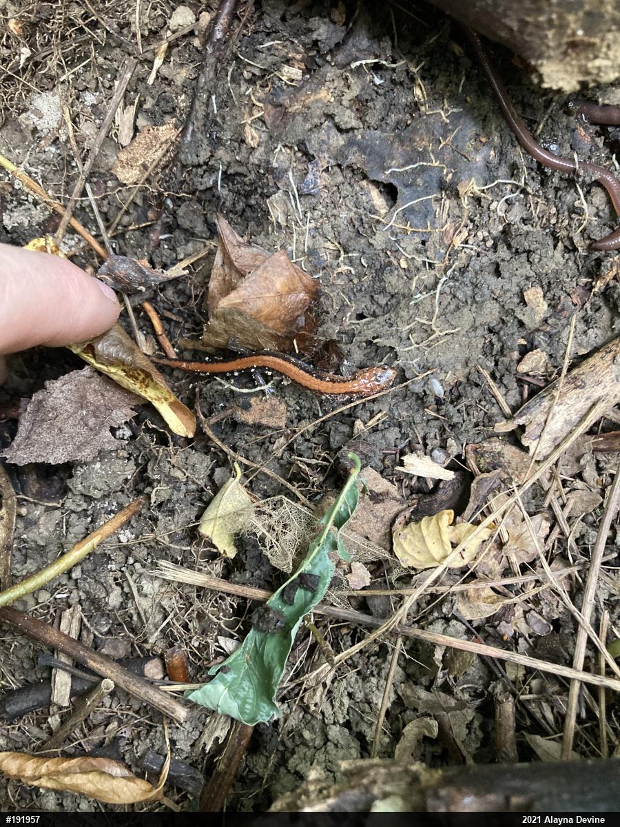 Eastern Red-backed  Salamander